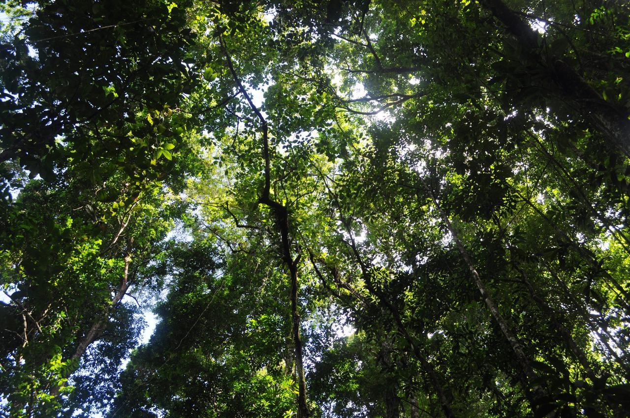 Leatherback Lodge Eco B&B Salybia Esterno foto